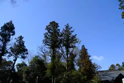 大和神社の自然