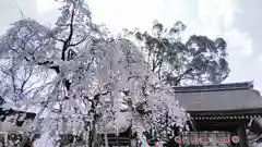 平野神社の建物その他