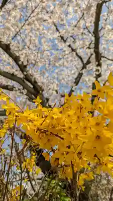 妙蓮寺(京都府)