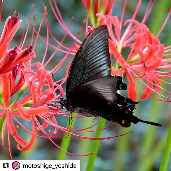 普門寺(切り絵御朱印発祥の寺)の動物