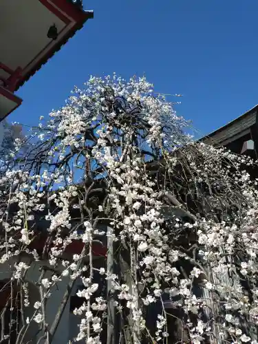 成願寺(東京都)