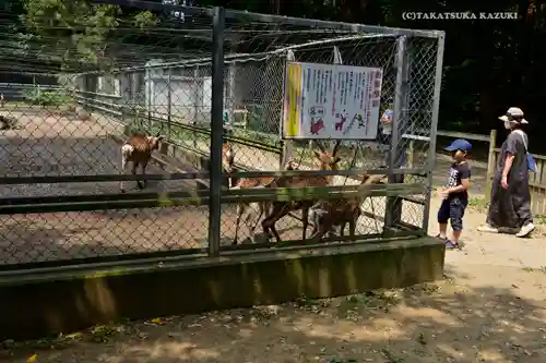 鹿島神宮の動物