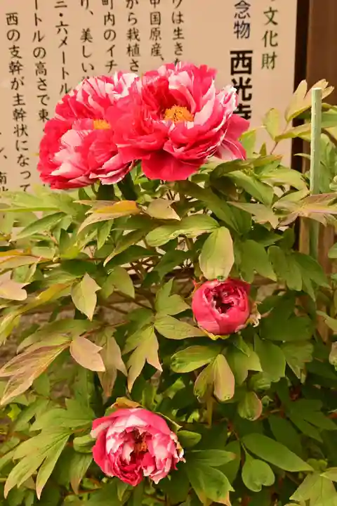 西光寺(香川県)