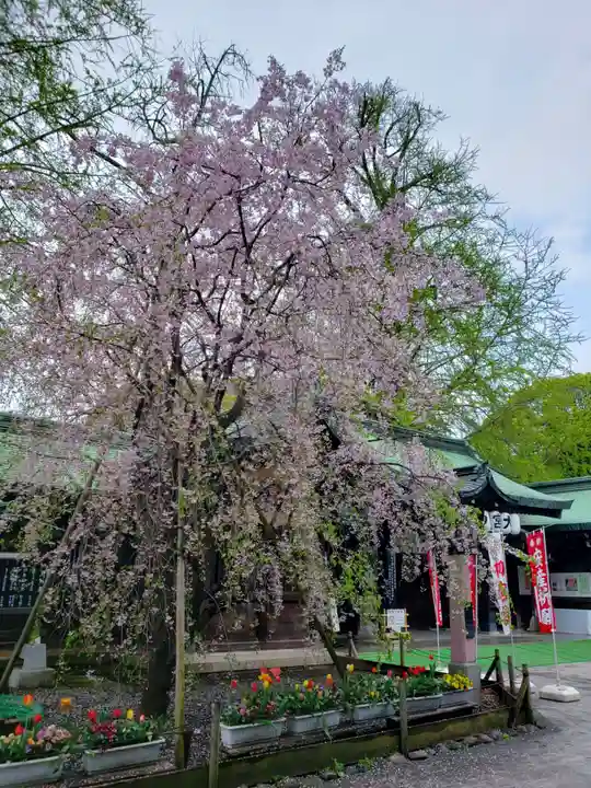 大宮八幡宮の自然