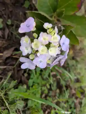 高屋敷稲荷神社(福島県)