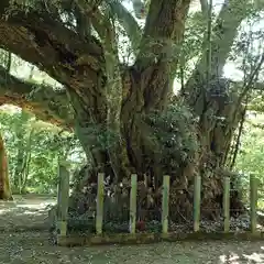 志多備神社の自然