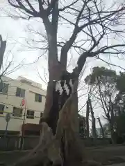 戸部杉山神社の自然