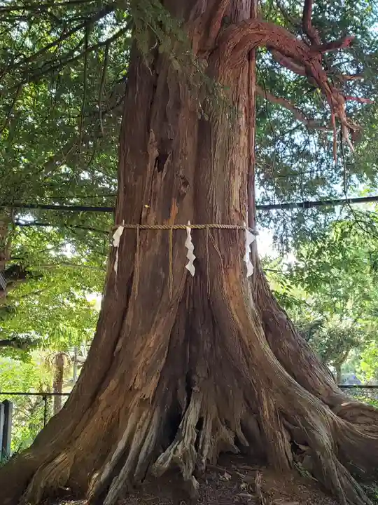 諏訪神社の自然