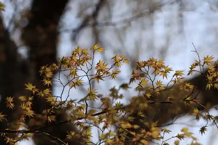 三春大神宮の自然