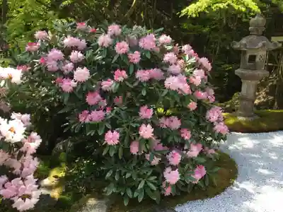 古知谷阿弥陀寺の自然