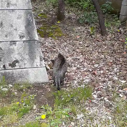 くまくま神社(導きの社 熊野町熊野神社)の動物