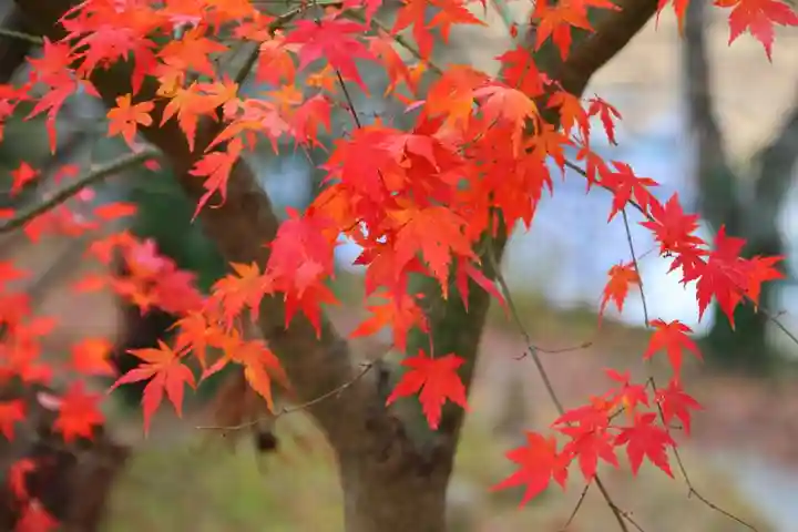 長屋神社の自然