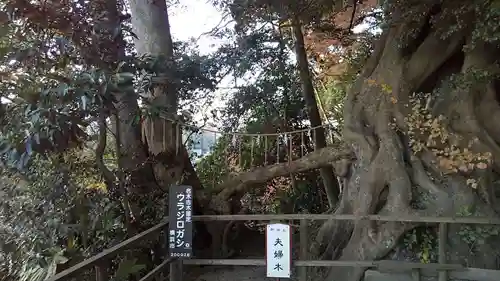 春日神社の自然