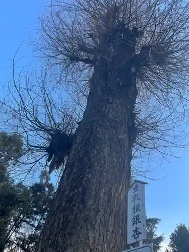薬師寺八幡宮の自然