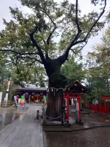 新田神社の自然