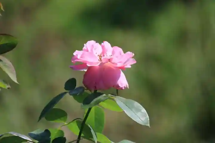 高司神社〜むすびの神の鎮まる社〜(福島県)