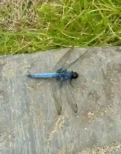 蚊里田八幡宮(長野県)(2025年07月13日(日) 18時16分28秒投稿)