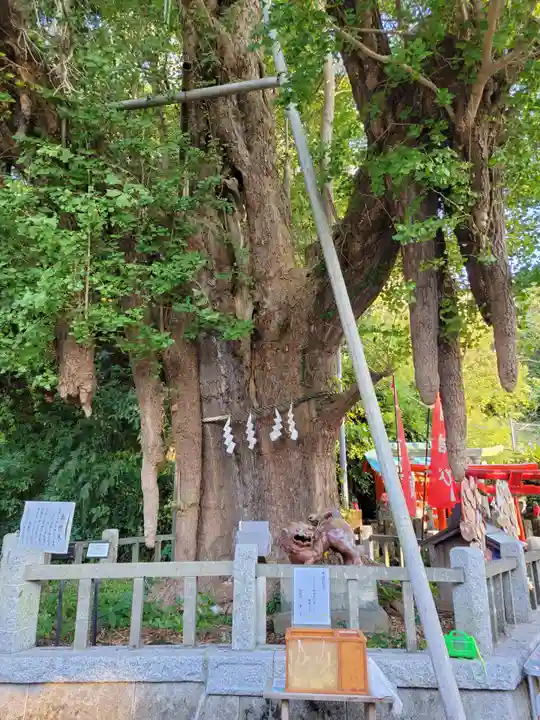 海南神社の自然