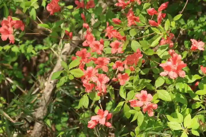 鹿島大神宮の自然