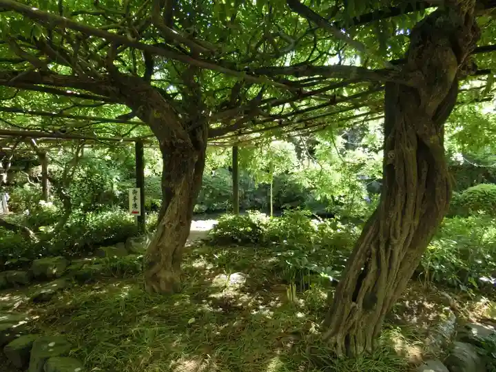 子安地蔵寺の自然