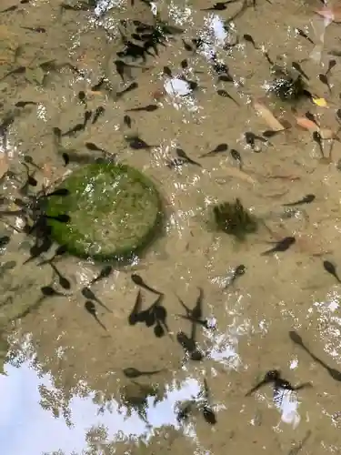 田無神社の動物
