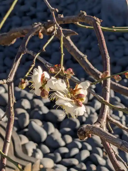 圓照寺(東京都)