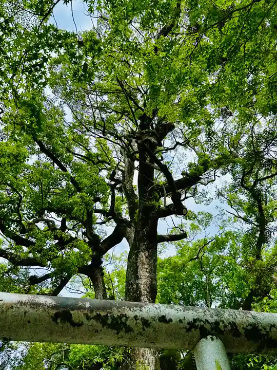 伊弉諾神宮(兵庫県)