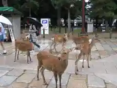 東大寺の動物