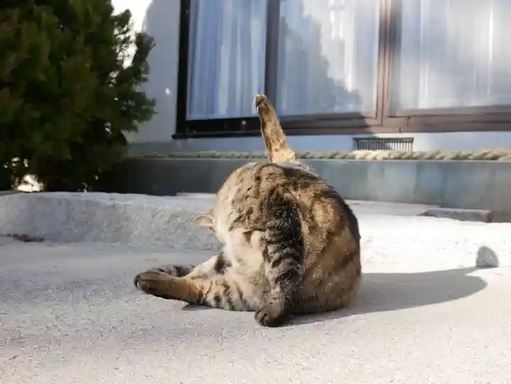 山梨縣護國神社の動物