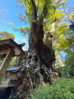 來宮神社の御朱印
