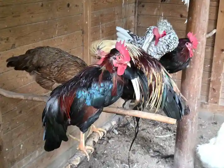 石上神宮(奈良県)