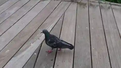上川神社頓宮の動物