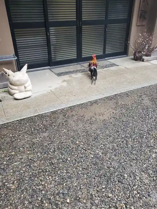 大甕神社の動物