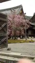 醍醐寺(京都府)