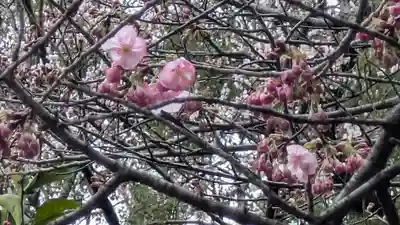 平野神社(京都府)