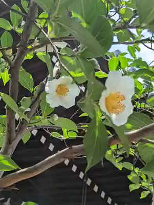 平等寺（因幡堂）の自然
