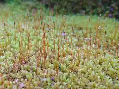 杉本寺(神奈川県)