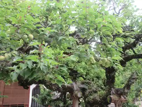 高松寺(神奈川県)