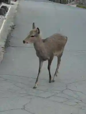 厳島神社(広島県)