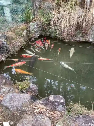 尾張冨士大宮浅間神社の動物