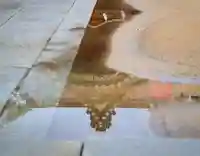 三津厳島神社の本殿・本堂