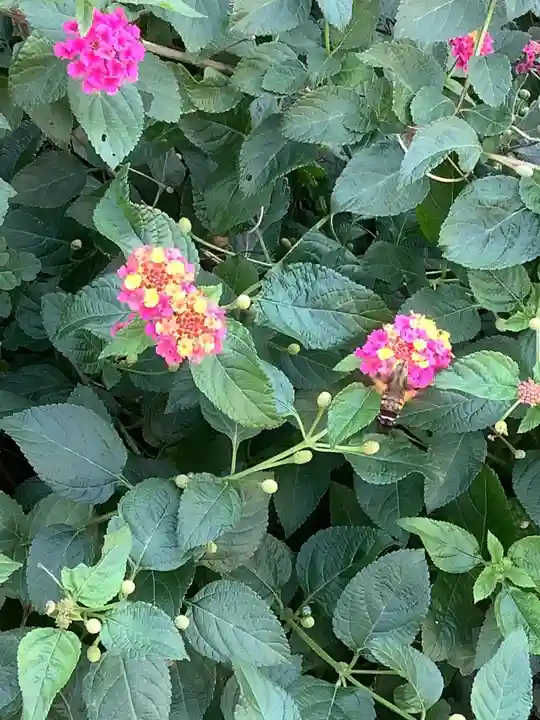 三輪神社の自然