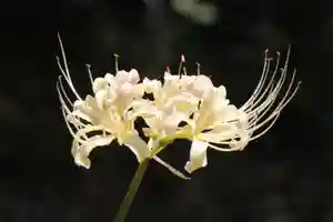 国宝 大法寺(長野県)(2023年09月11日(月) 17時02分02秒投稿)