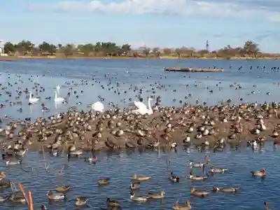 水原八幡宮の自然