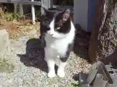 荒木神社の動物