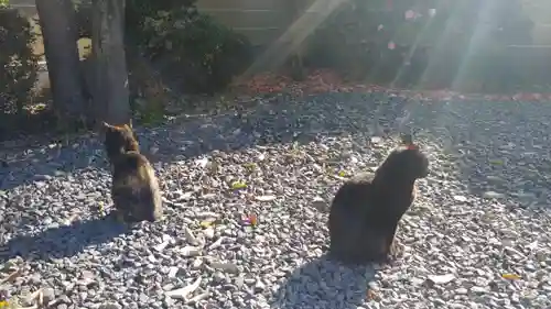 大報恩寺（千本釈迦堂）の動物