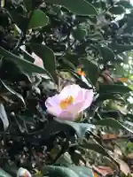 鹿島大神宮の自然