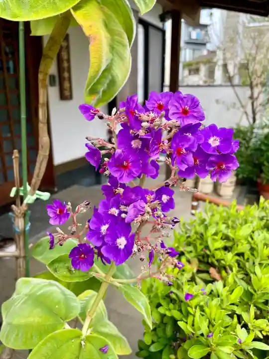 谷中 妙福寺(東京都)