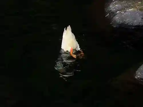 玉簾神社の動物