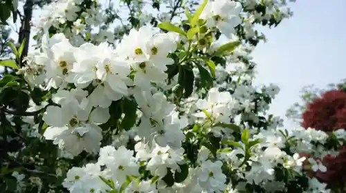 観音寺(千葉県)